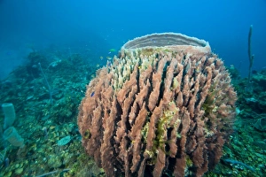 Images Dated 8th March 2007: Giant Barrel Sponges (Xestopongia muta), Caribbean Scuba Diving, Roatan, Bay Islands