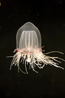 Marine Invertebrate Prints: A Giant Bell Jelly (Polyorchis sp) at the Monterey Bay Aquarium - Monterey, California