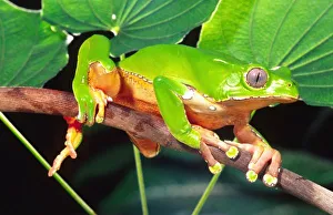Surinam Prints: Giant Bicolor Monkey Treefrog