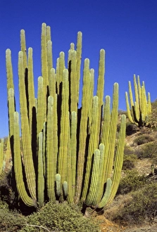 Baja California Prints: Giant Cardon Cactus, Baja California, Mexico
