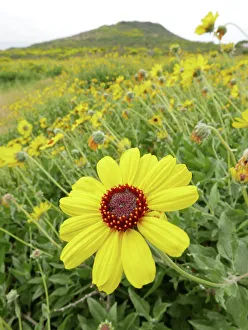 Point Dume Prints: Giant coreopsis (Coreopsis gigantea)