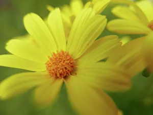 Point Dume Prints: Giant coreopsis (Coreopsis gigantea)