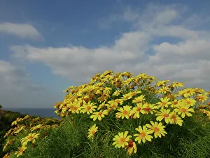 Point Dume Prints: Giant coreopsis (Coreopsis gigantea)