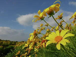 Point Dume Prints: Giant coreopsis (Coreopsis gigantea)