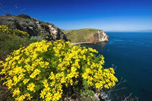 Hiking Prints: Giant Coreopsis above Scorpion Cove, Santa Cruz Island, Channel Islands National Park