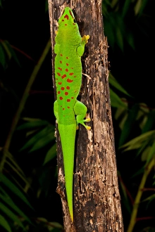David Northcott Prints: Giant Day Gecko, Phelsuma madagascariensis, Native to Madagascar