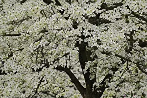 Images Dated 18th April 2006: Giant Flowering Dogwood tree (Cornus florida) Louisville, Kentucky