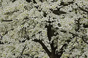 Neighborhood Prints: Giant Flowering Dogwood tree (Cornus florida) Louisville, Kentucky