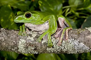 Images Dated 19th November 2007: Giant Gliding Frog