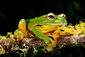 Images Dated 18th August 2011: Giant Gliding Treefrog, Polypedates kio. Native to Vietnam