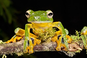 Images Dated 20th August 2011: Giant Gliding Treefrog, Polypedates kio. Native to Vietnam