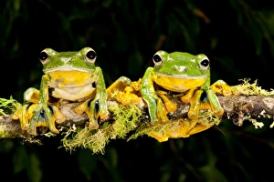 Images Dated 20th August 2011: Giant Gliding Treefrog, Polypedates kio. Native to Vietnam