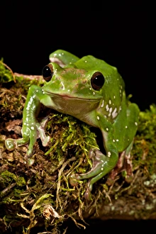 Giant Gliding Treefrog, Polypedates sp. Native to Vietnam
