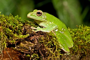 Images Dated 15th July 2009: Giant Gliding Treefrog, Polypedates sp. Native to Vietnam