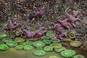 Starfish Prints: Giant Green Anemone, Ochre Sea Star in tidal pool, Bandon Beach, Oregon
