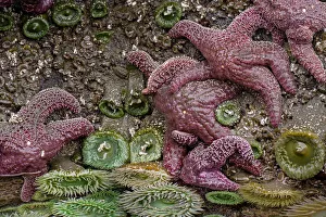 Giant Green Anemone, Ochre Sea Star in tidal pool, Bandon Beach, Oregon