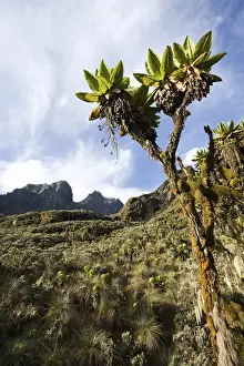 East Africa Prints: Giant Groundsel, Tree Senecio (dendrosenecio erici-rosenii) with moss and old mans beard lichen