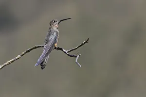 Species Prints: Giant hummingbird perched, Ecuador