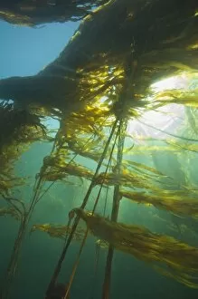 Images Dated 15th June 2007: Giant Kelp (Macrocystis integrefolia), Browning Passage, Scuba Diving, Northern Vancouver Island