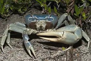 Quintana Roo Prints: Giant Land Crab (Cardisoma guanhumi) Mahahual Penninsula South Yucatan Peninsula