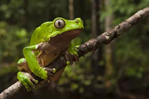 Arboreal Prints: Giant leaf frog