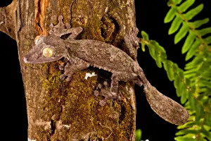 Giant Leaf-tailed Gecko Uroplatus fimbriatus Native to Madagascar Habitat Arboreal
