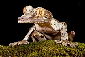 Giant Leaf-tailed Gecko Uroplatus fimbriatus Native to Madagascar Habitat Arboreal