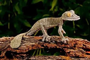 Giant Leaf-tailed Gecko Uroplatus fimbriatus Native to Madagascar Habitat Arboreal