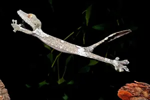 Vertebrate Prints: Giant Leaf-tailed Gecko Uroplatus fimbriatus Native to Madagascar Habitat Arboreal