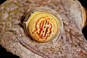 Vertebrate Prints: Giant Leaf-tailed Gecko Uroplatus fimbriatus Native to Madagascar Habitat Arboreal