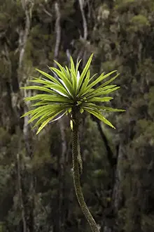 Images Dated 15th February 2008: Giant Lobelia (Lobelia lanuriensis) in the high mountains of the Rwenzoris