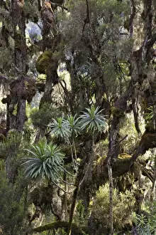 East Africa Prints: Giant Lobelia (Lobelia lanuriensis) in the high mountains of the Rwenzoris