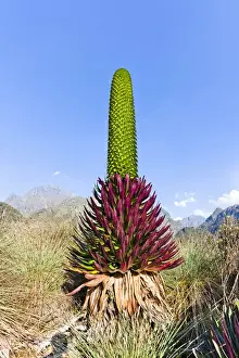 Images Dated 15th February 2008: Giant Lobelia (Lobelia lanuriensis) in the high mountains of the Rwenzoris