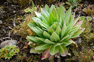 Ethiopia Collection: Giant lobelia (Lobelia rhyncopetalum). Bale Mountains National Park. Ethiopia
