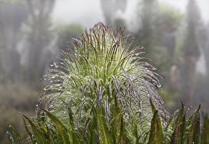 East Africa Prints: Giant Lobelia (Lobelia wollastonii) with florescence, flower spike, in the high mountains