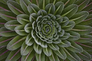 The Giant Lobelias (Lobelia bequaertii) of the Rwenzoris are especially adapted to