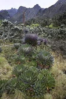 East Africa Prints: The Giant Lobelias (Lobelia bequaertii) of the Rwenzoris are especially adapted to