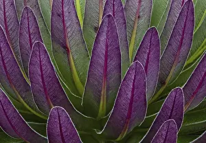 Images Dated 15th February 2008: The Giant Lobelias (Lobelia bequaertii) of the Rwenzoris are especially adapted to