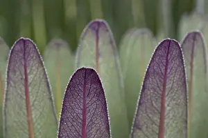 The Giant Lobelias (Lobelia bequaertii) of the Rwenzoris are especially adapted to