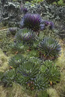 The Giant Lobelias (Lobelia bequaertii) of the Rwenzoris are especially adapted to