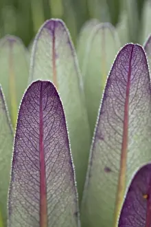 Images Dated 15th February 2008: The Giant Lobelias (Lobelia bequaertii) of the Rwenzoris are especially adapted to