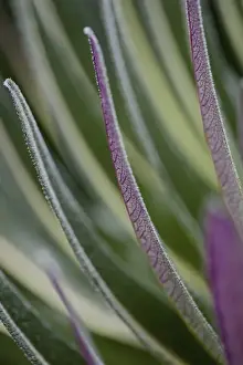 Images Dated 15th February 2008: The Giant Lobelias (Lobelia bequaertii) of the Rwenzoris are especially adapted to