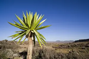 Images Dated 25th January 2010: Giant Loebelia (Lobelia rhynchopetalum) in the Bale Mountains of Ethiopia
