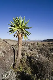 Lonely Prints: Giant Loebelia (Lobelia rhynchopetalum) in the Bale Mountains of Ethiopia