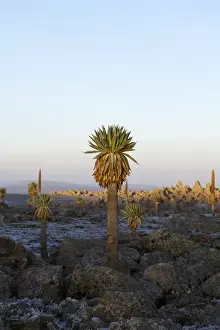 Giant Loebelia (Lobelia rhynchopetalum) in the Bale Mountains of Ethiopia, sunrise