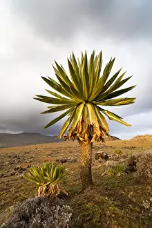 Images Dated 28th January 2010: Giant Loebelia (Lobelia rhynchopetalum) in the Bale Mountains of Ethiopia