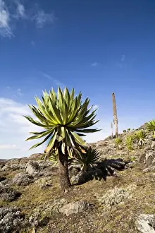 Images Dated 29th January 2010: Giant Loebelia (Lobelia rhynchopetalum) in the Bale Mountains of Ethiopia
