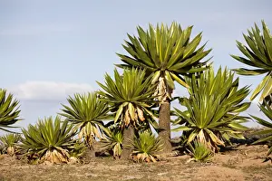 Giant Loebelia (Lobelia rhynchopetalum) in the Bale Mountains of Ethiopia