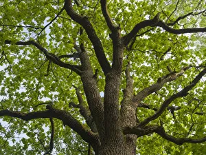 Giant oak. Hainich woodland in Thuringia, National Park