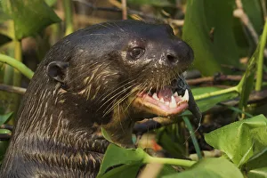 South American Prints: Giant otter close-up